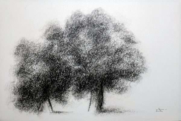 Dessin fusain, arbre