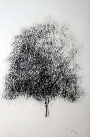 Dessin fusain, arbre