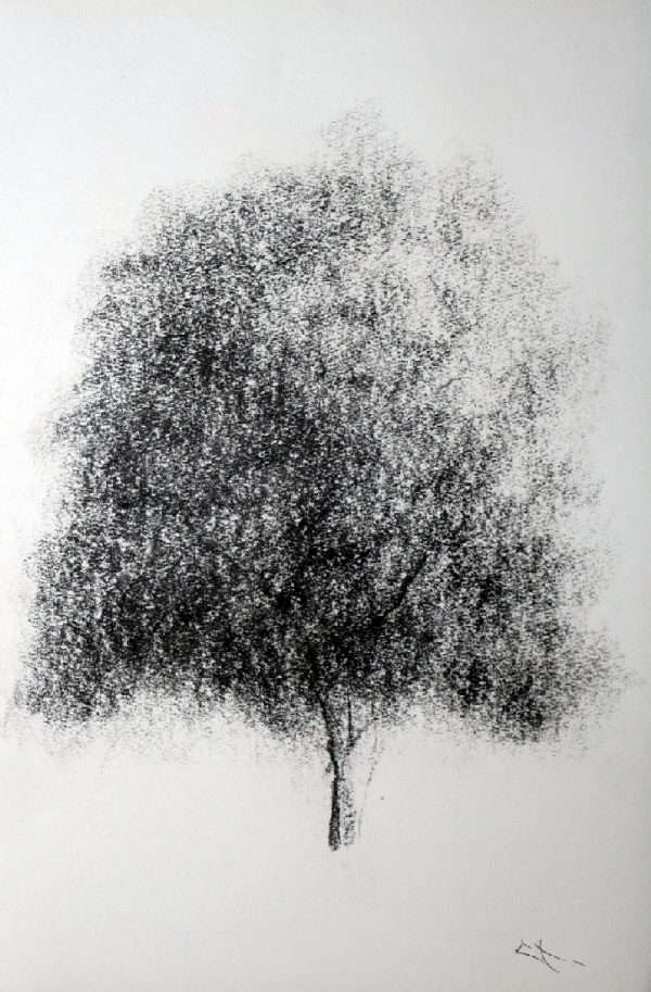 Dessin fusain, arbre