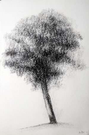 Dessin fusain, Etude d'arbre