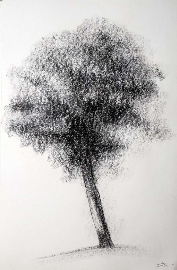 Dessin fusain, Etude d'arbre