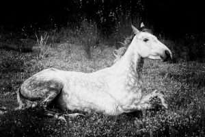 Grande photographie noir et blanc - Cheval onirique -