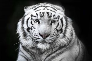 Photographie d'art - Le tigre blanc
