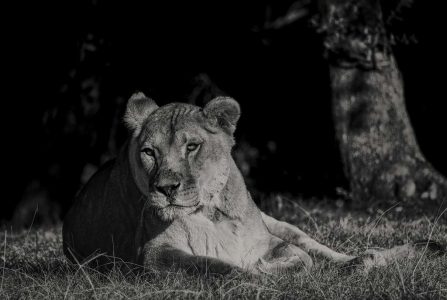 photographie noir et blanc animalière sauvage par lionel le jeune