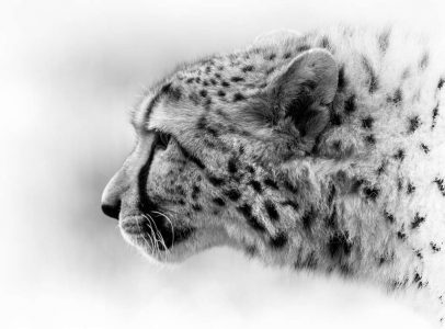 photographie noir et blanc animalière sauvage par lionel le jeune