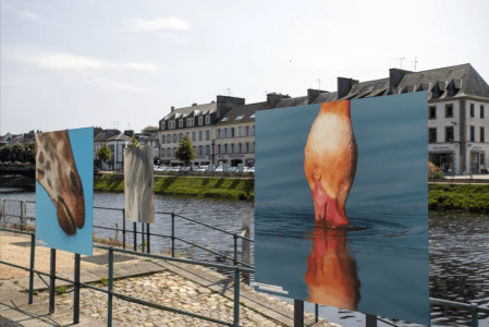 exposition à Chateaulin bretagne de photos animalières grand format par Lionel Le Jeune