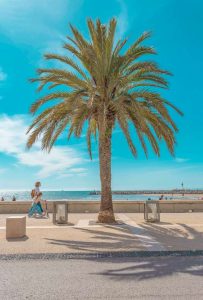 photographie palmier bord de mer artistique grand format par lionel le jeune