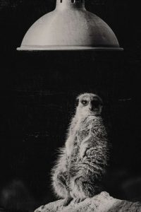 photographie noir et blanc animalière sauvage par lionel le jeune